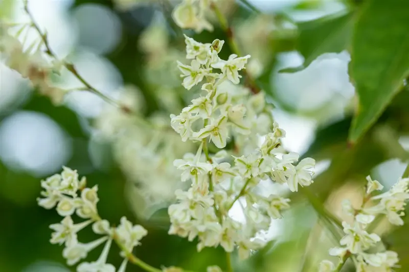 fallopia baldschuanica ( aubertii) (50- 60cm) - afbeelding 3