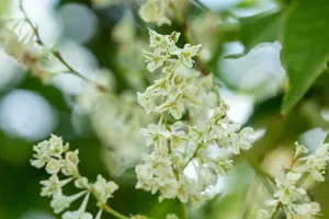 fallopia baldschuanica ( aubertii) (50- 60cm) - afbeelding 3