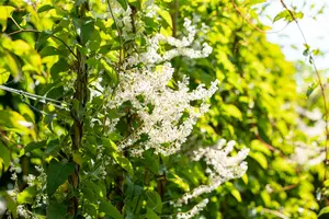 fallopia baldschuanica ( aubertii) (50- 60cm) - afbeelding 4