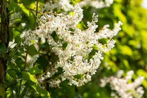 fallopia baldschuanica ( aubertii) (50- 60cm) - afbeelding 5