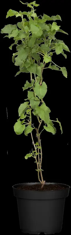 fallopia baldschuanica ( aubertii) (50- 60cm) - afbeelding 2