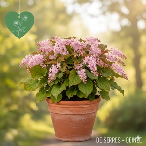 Fallopia japonica var. compacta 'Rosea'