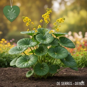 Farfugium japonicum var. giganteum C (30- 40)