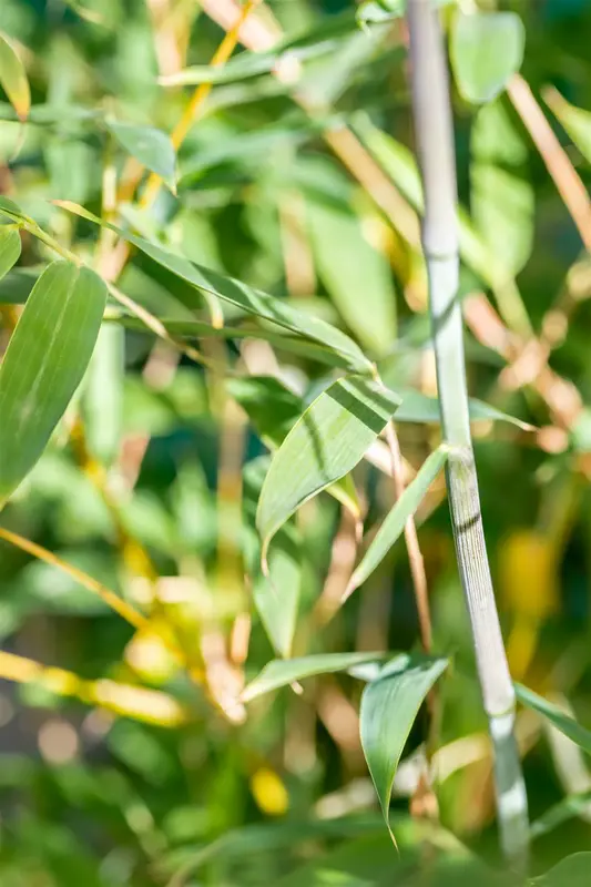 Fargesia hybr. 'Violet Woods'® C15 - afbeelding 2