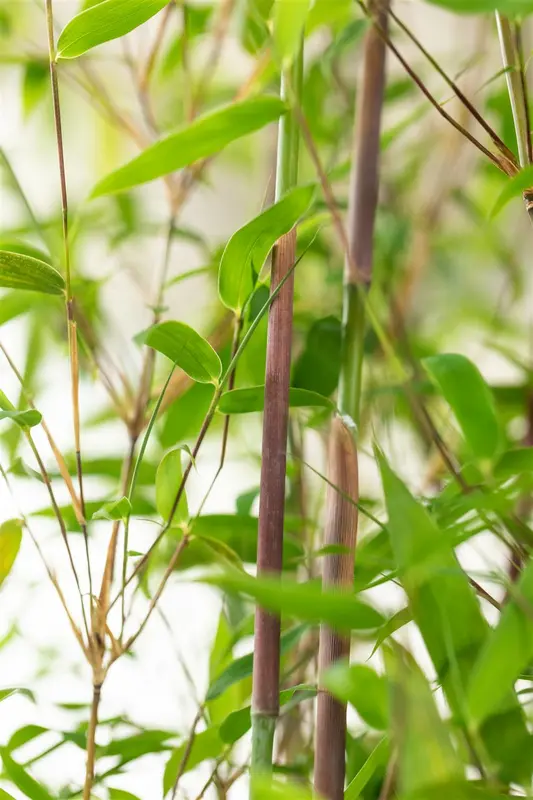 Fargesia hybr. 'Violet Woods'® C15 - afbeelding 5