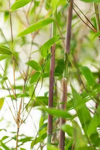 Fargesia hybr. 'Violet Woods'® C15 - afbeelding 5