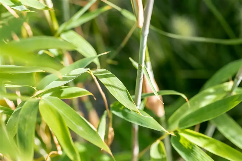 Fargesia hybr. 'Violet Woods'® C15 - afbeelding 1