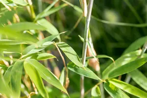 Fargesia hybr. 'Violet Woods'® C15