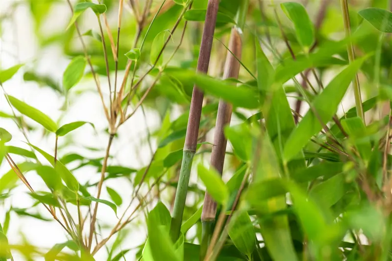 Fargesia hybr. 'Violet Woods'® C15 - afbeelding 3