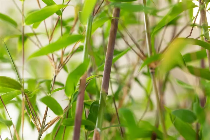 Fargesia hybr. 'Violet Woods'® C15 - afbeelding 4