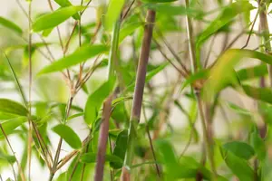 Fargesia hybr. 'Violet Woods'® C15 - afbeelding 4