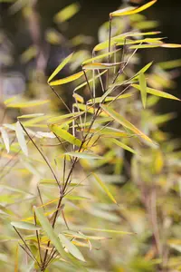 Fargesia 'Jiu' ( 'jiuzhaigou') 175-200   C30 - afbeelding 3