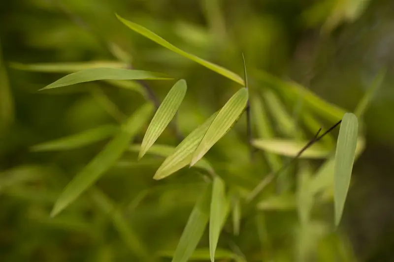 Fargesia 'Jiu' ( 'jiuzhaigou') 175-200   C30 - afbeelding 1