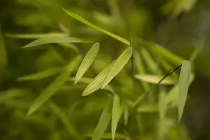 Fargesia 'Jiu' ( 'jiuzhaigou') 175-200 C30