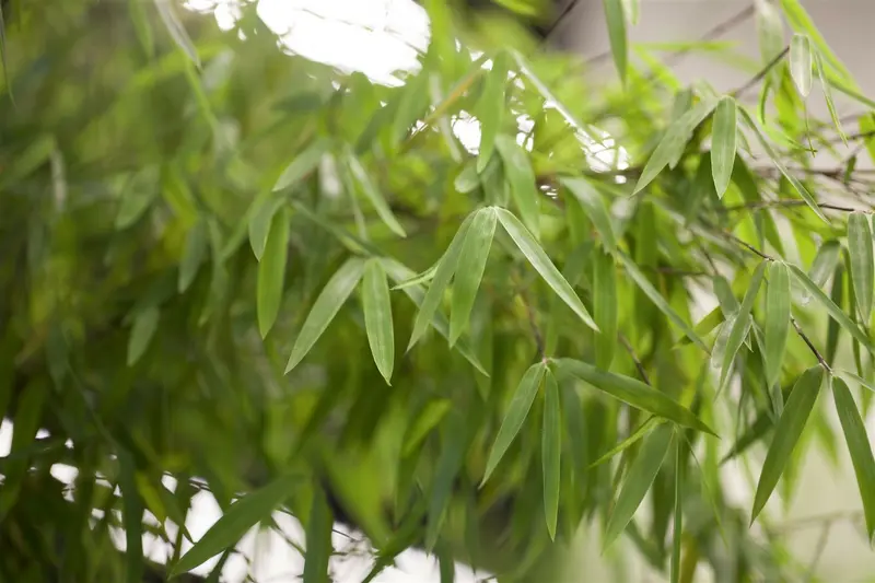 Fargesia 'Jiu' ( 'jiuzhaigou') 175-200   C30 - afbeelding 2