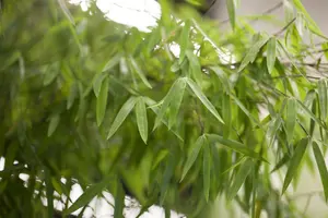 Fargesia 'Jiu' ( 'jiuzhaigou') 175-200   C30 - afbeelding 2