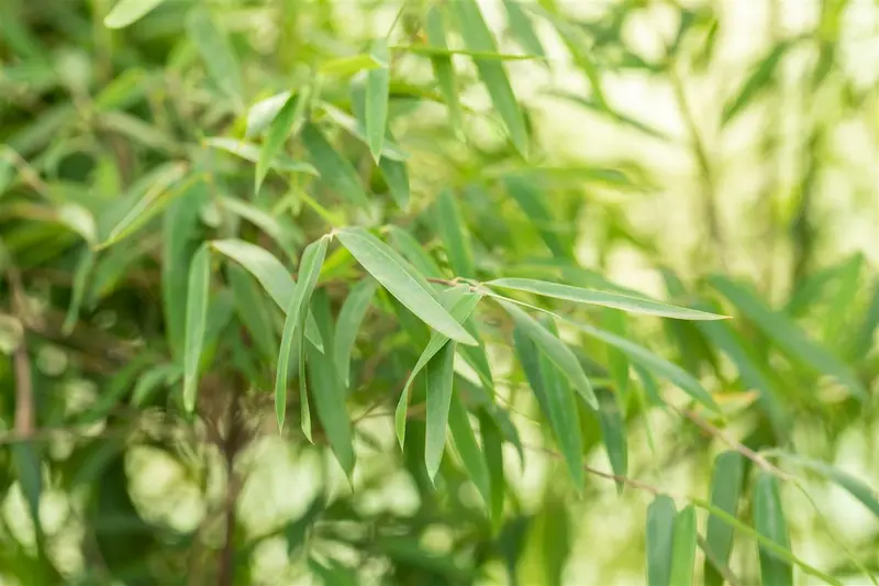 Fargesia jiuzhaigou 'Deep Purple' 100-125   C10 - afbeelding 1