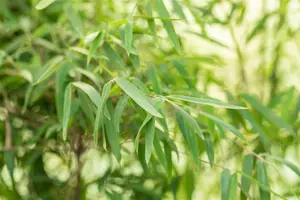 Fargesia jiuzhaigou 'Deep Purple' 100-125 C10