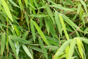 Fargesia jiuzhaigou 'Deep Purple' 100-125   C10 - afbeelding 2