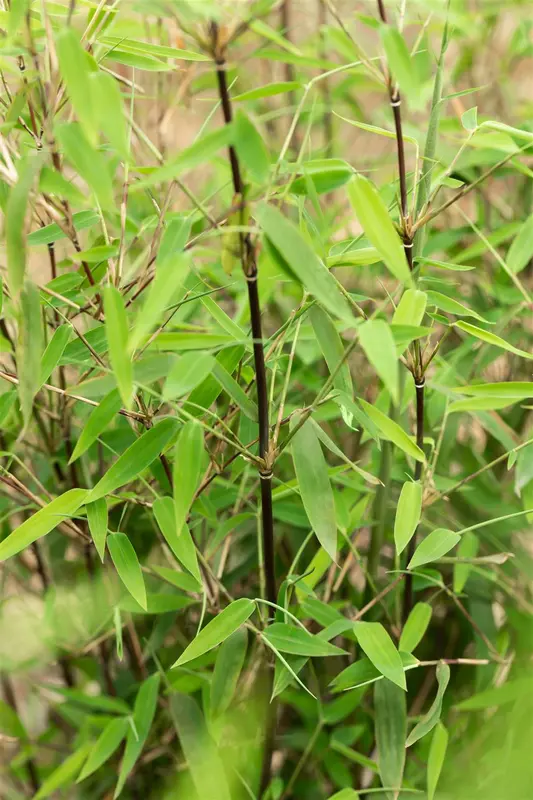 Fargesia jiuzhaigou 'Deep Purple' 175-200   C30 - afbeelding 4