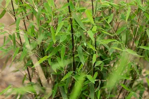 Fargesia jiuzhaigou 'Deep Purple' 60- 80   C5 - afbeelding 3