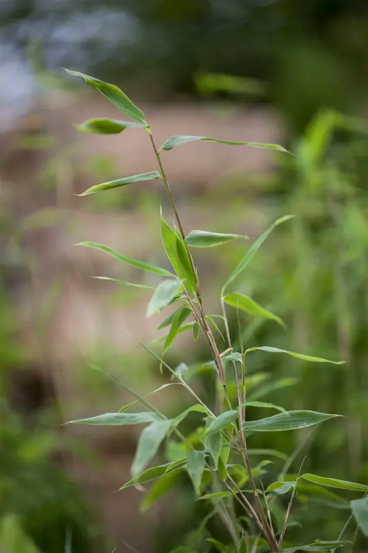 Fargesia mix 200-300   C375