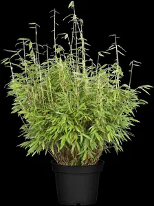 fargesia mur. 'dino'® (80-100 cm) - afbeelding 2