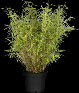 fargesia mur. 'jumbo' (80-100 cm) - afbeelding 5