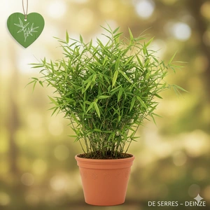 fargesia mur. 'panda'® (80-100 cm)