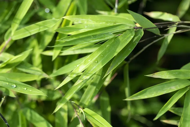 Fargesia nitida 'Black Pearl' 175-200   C30 - afbeelding 1