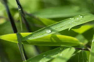 Fargesia nitida 'Black Pearl' 200-225   C45 - afbeelding 3