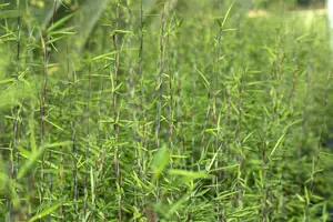 Fargesia nitida 'Black Pearl' 80-100   C5 - afbeelding 4