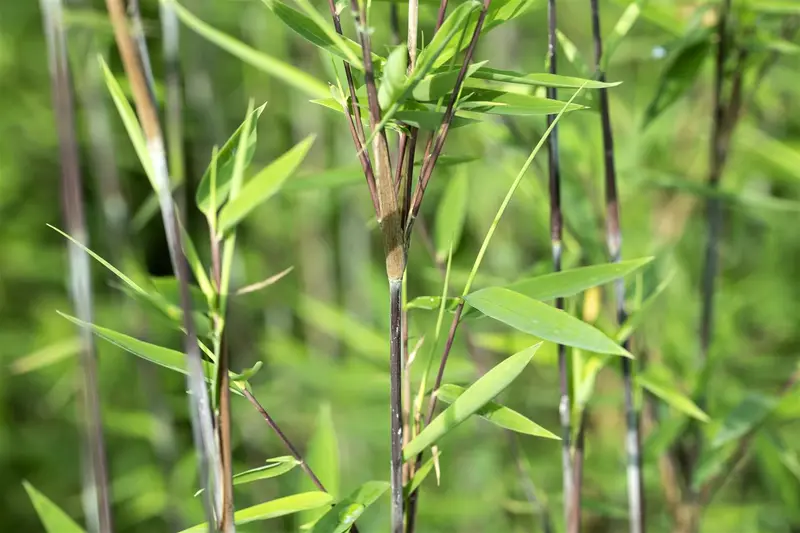 Fargesia nitida 'Black Pearl' 80-100   C5 - afbeelding 5