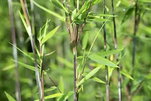 Fargesia nitida 'Black Pearl' 80-100   C5 - afbeelding 5