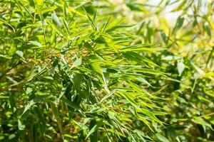 Fargesia nitida 'Gansu' 60- 80 C5 - afbeelding 2