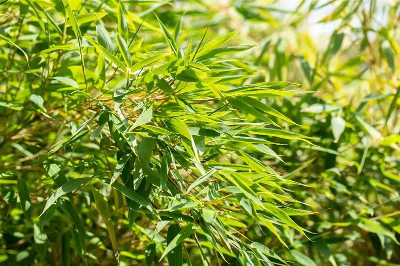 Fargesia nitida 'Obelisk' 40- 50   C2