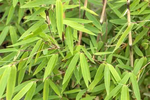 fargesia nitida 'volcano' (100-125 cm) - afbeelding 5