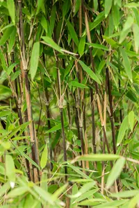 Fargesia nitida 'Volcano' 125-150   C30 - afbeelding 5