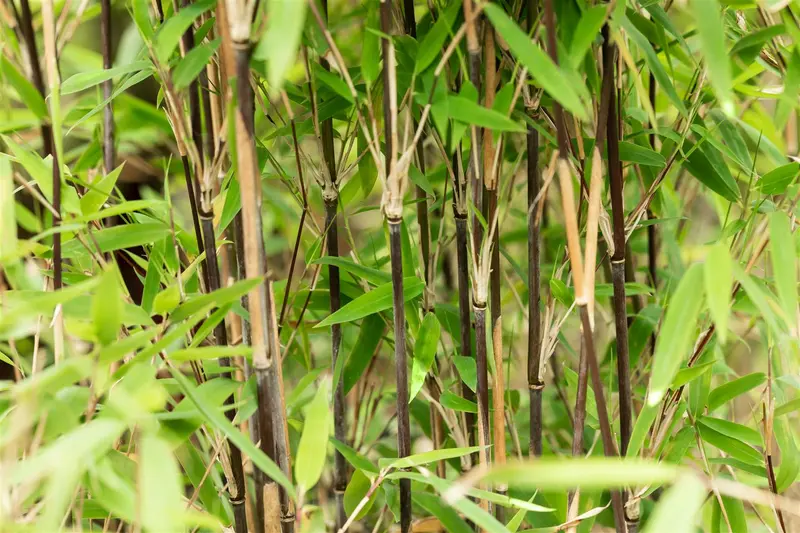 Fargesia nitida 'Volcano' 60- 80   C5 - afbeelding 4