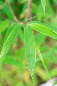 Fargesia nitida 'Winter Joy' 40- 60 C2 - afbeelding 5