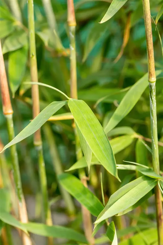 Fargesia nitida 'Winter Joy' 60- 80   C5 - afbeelding 3