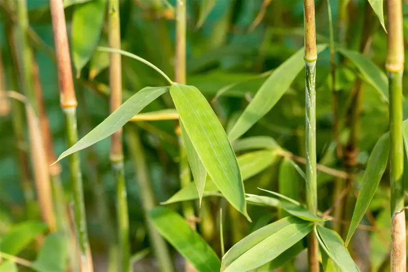 Fargesia nitida 'Winter Joy' 60- 80   C5 - afbeelding 2