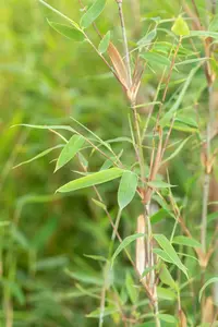 fargesia nitida 'winter joy' (80-100 cm) - afbeelding 5