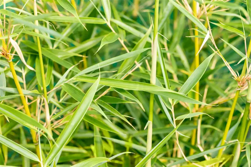 Fargesia rob. 'Campbell' 125-150   C10 - afbeelding 3