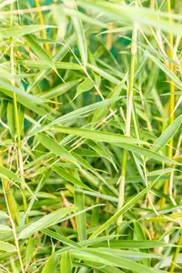 Fargesia rob. 'Campbell' 150-175   C30 - afbeelding 3