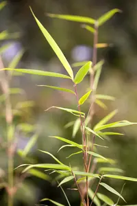 Fargesia rob. 'Campbell' 175-200 C30