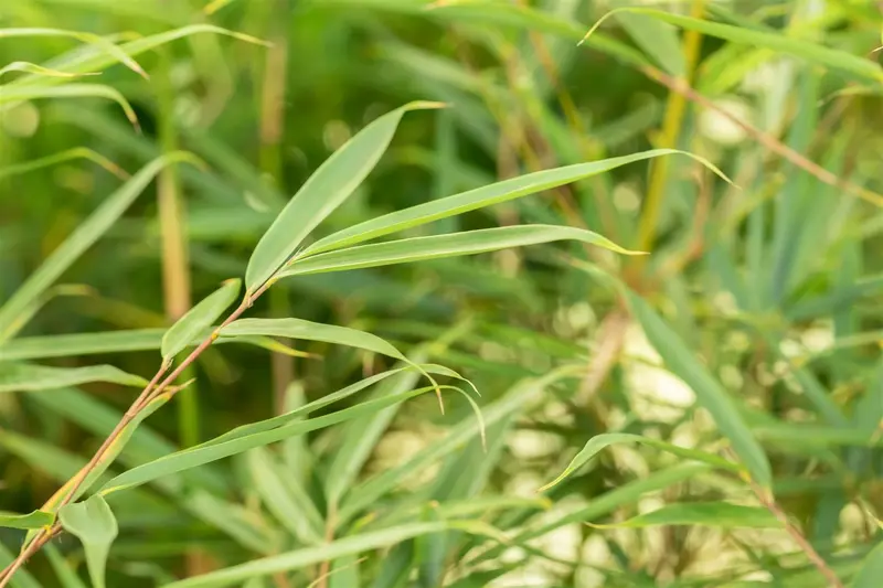 Fargesia rob. 'Campbell' 200-250   C30 - afbeelding 4