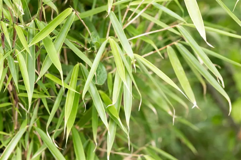 Fargesia rob. 'Campbell' 200-250   C30 - afbeelding 5