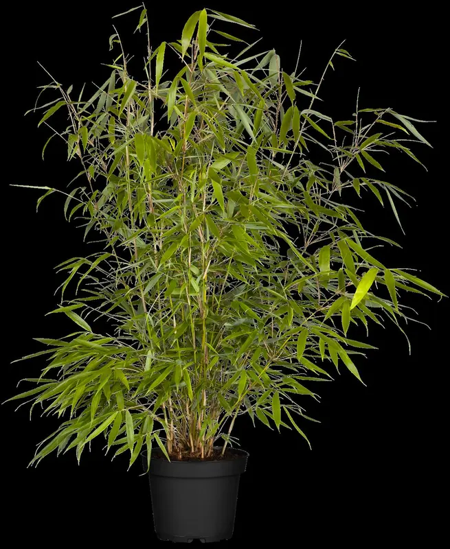 Fargesia rob. 'Formidable' 40- 50   C2 - afbeelding 3