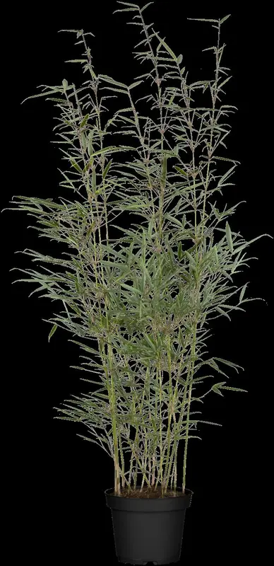 Fargesia rob. 'Formidable' 40- 50   C2 - afbeelding 2